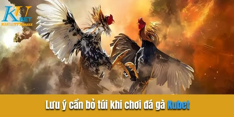 Đá Gà KUBET777 - Trải Nghiệm Trường Đấu Trực Tuyến Hoàn Hảo Lưu ý cần bỏ túi khi chơi đá gà KUBET777